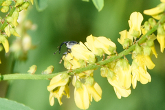 Odontocorynus salebrosus