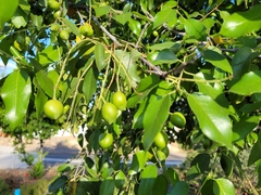 Prunus ilicifolia lyonii