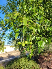 Prunus ilicifolia lyonii