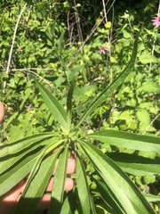Helianthus verticillatus