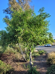 Prunus ilicifolia lyonii