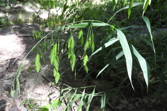 Image of Chasmanthium latifolium