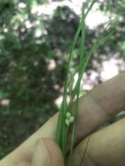 Carex bulbostylis