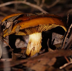 Cortinarius sinapicolor