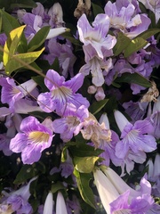 Bignonia callistegioides