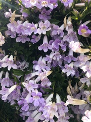 Bignonia callistegioides