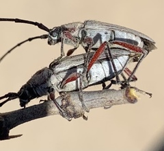 Plionoma rubens
