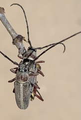 Plionoma rubens