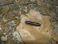 Apheloriini