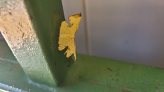 Corymica arnearia