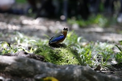Pitta moluccensis