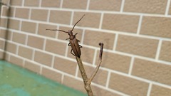 Aegolipton marginale