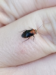 Neocapsus