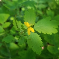 Chelidonium majus