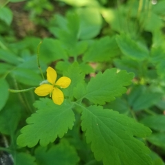Chelidonium majus