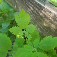 Chelidonium majus