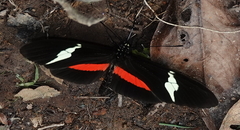 Heliconius clysonymus clysonymus