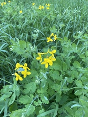 Chelidonium majus