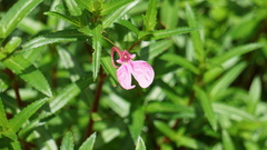 Impatiens chinensis
