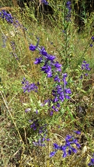 Delphinium peregrinum