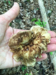 Bresadolia craterella