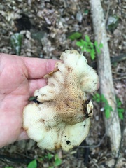 Bresadolia craterella