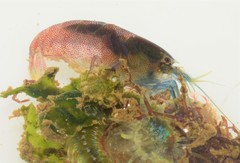 Synalpheus fritzmuelleri