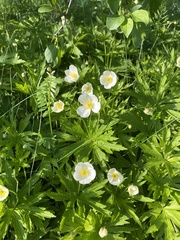 Anemonastrum canadense