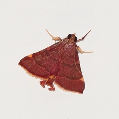 Hypsopygia marthalis