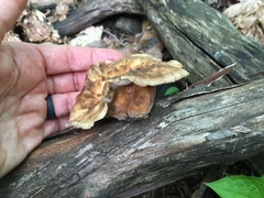 Bresadolia craterella