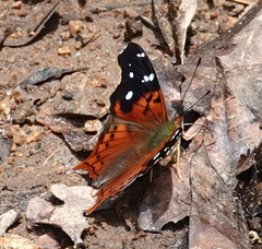 Hypanartia kefersteini