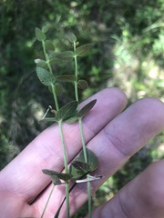 Scutellaria parvula australis
