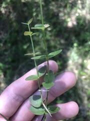 Scutellaria parvula australis