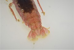 Synalpheus fritzmuelleri