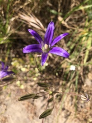 Brodiaea coronaria