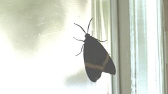 Pidorus