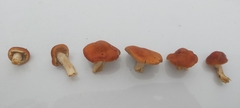 Leratiomyces ceres