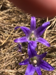 Brodiaea coronaria