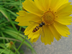 Episyrphus balteatus