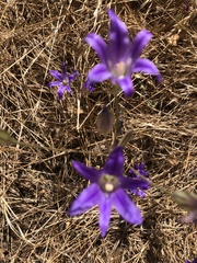 Brodiaea coronaria