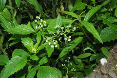 Dichrocephala integrifolia