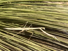 Tenodera australasiae