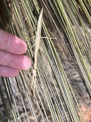 Tenodera australasiae