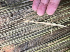 Tenodera australasiae