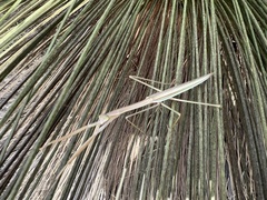 Tenodera australasiae