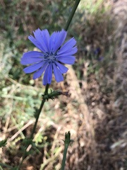 Cichorium intybus