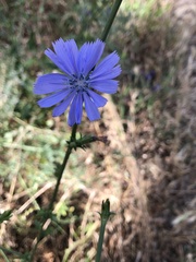 Cichorium intybus