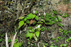 Sarcopyramis napalensis delicata