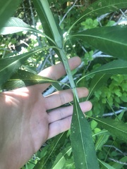 Helianthus verticillatus