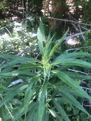 Helianthus verticillatus